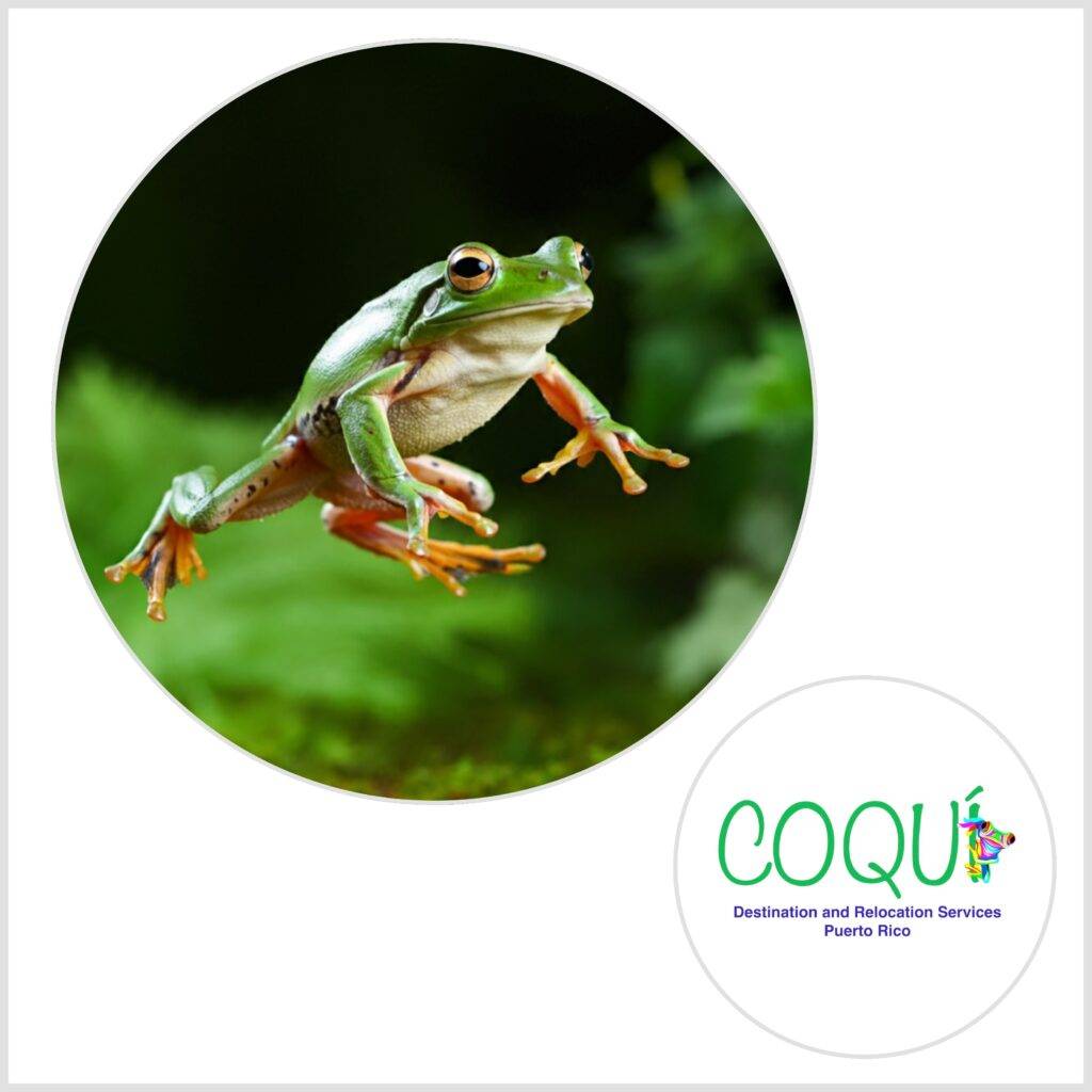 Coquí Destination and Relocation Services logo, Puerto Rico-based relocation assistance company