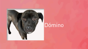 Surprised and curious dog representing Coquí Destination and Relocation Services in Puerto Rico