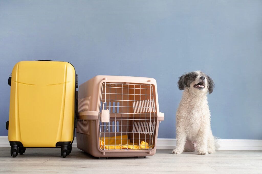 Cute bichon frise dog sitting by travel pet carrier, blue wall background